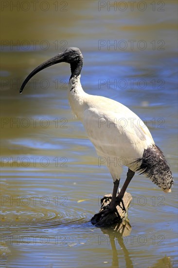 Australian White Ibis (Threskiornis molucca)