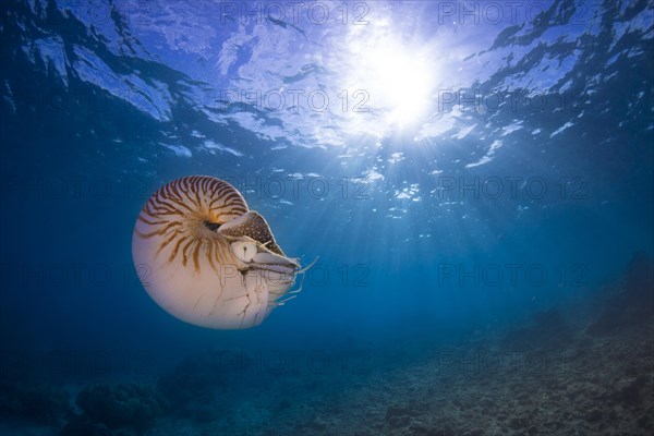 Nautilus (Nautilus belauensis)