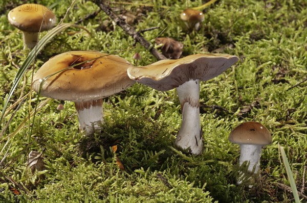 Contrary webcap (Cortinarius varius)