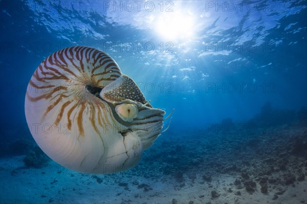 Nautilus (Nautilus belauensis)