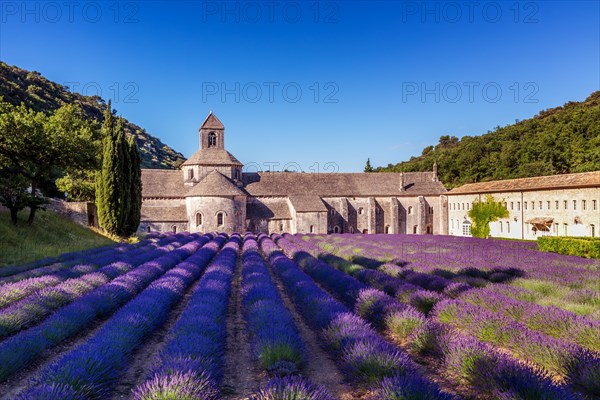 The Romanesque Cistercian Abbey of Notre Dame of Senanque set amongst flowering lavender fields