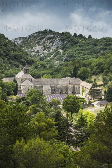 Cistercian Senanque Abbey with lavender field