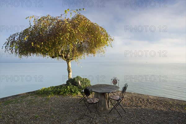 Garden furniture and a tree