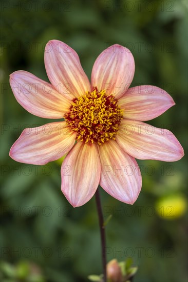 GartenDahlia (Dahlia)