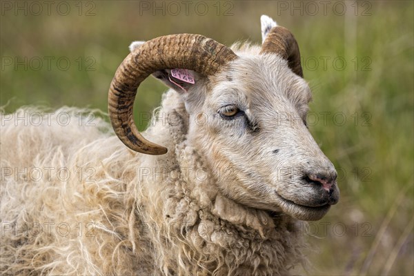 Icelandic sheep (Ovis)