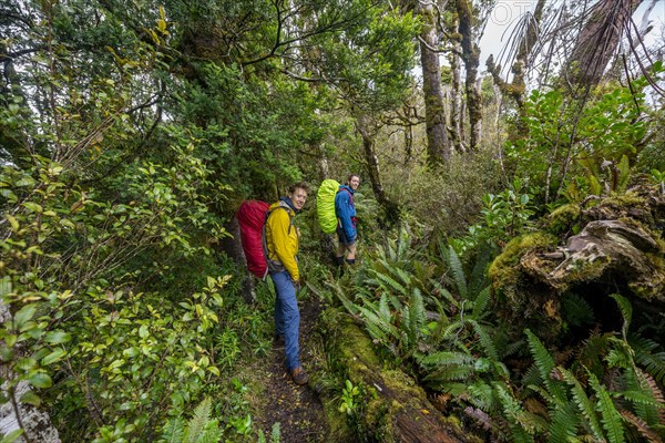 Hikers on hiking trail through rainforest