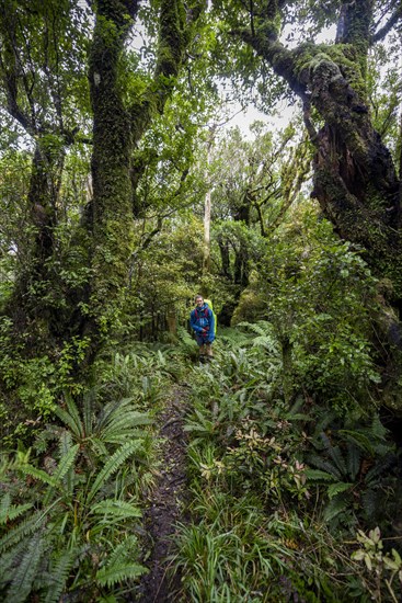 Hikers on hiking trail through rainforest