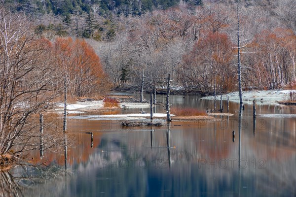 Trees reflected in Taisho Pond