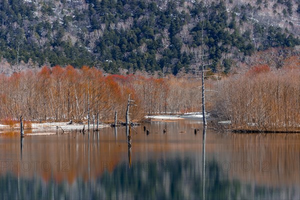 Trees reflected in Taisho Pond