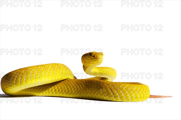 White-lipped Island Pit Viper (Trimeresurus insularis)