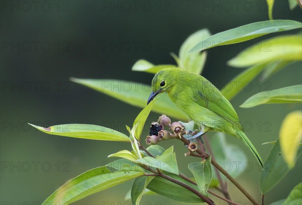 Bluebeard Leafbird (Chloropsis cyanopogon)