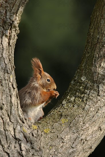 Red Squirrel (Sciurus vulgaris)