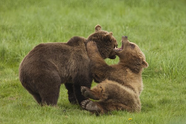 Brown bears (Ursus arctos)