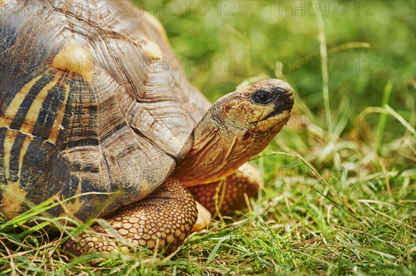 Radiated tortoise (Astrochelys radiata) on a meadow