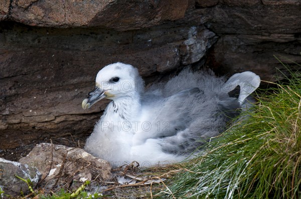 Northern Fulmar