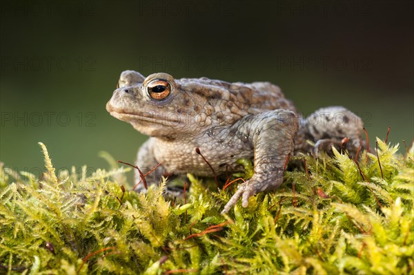 Common toad