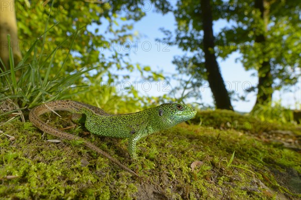 Sand Lizard