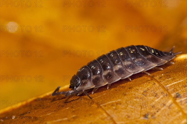 Common shiny woodlouse