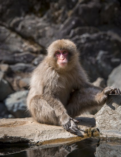 Japanese macaque