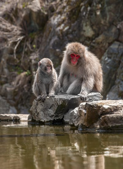 Two Japanese macaque