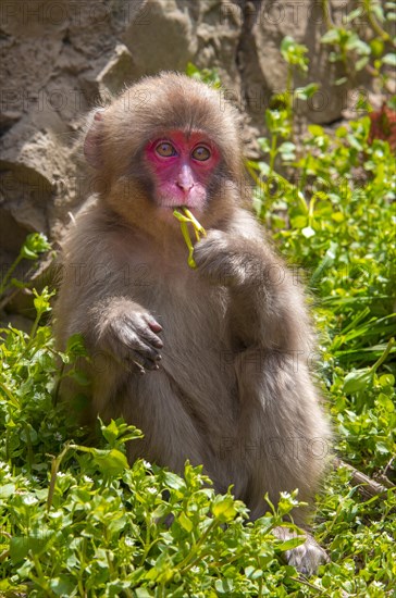 Japanese macaque