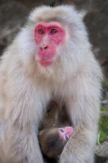 Japanese macaque