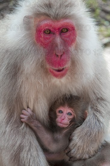 Japanese macaque