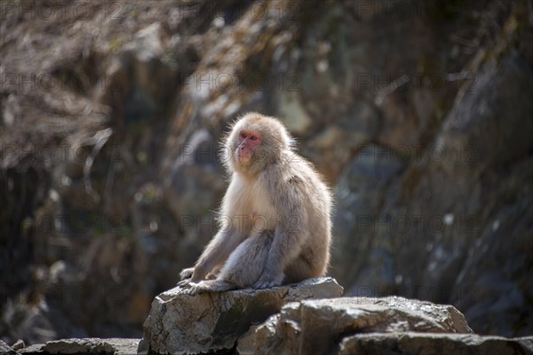 Japanese macaque