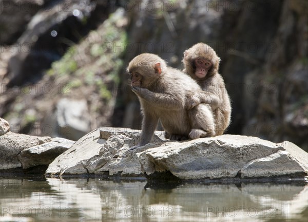 Japanese macaque