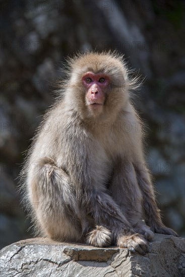 Japanese macaque