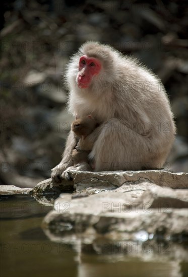 Japanese macaque