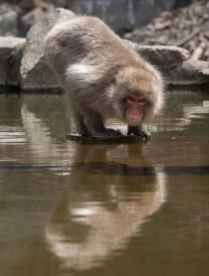 Japanese macaque