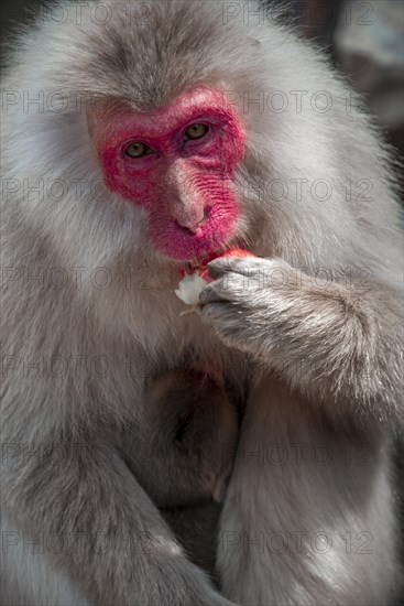 Japanese macaque