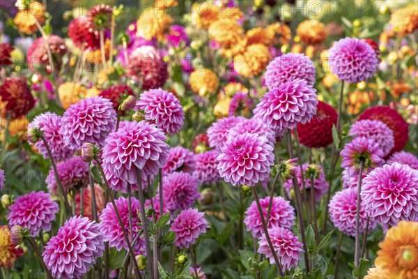 Bed with garden dahlias