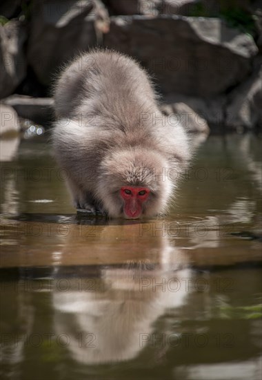 Japanese macaque