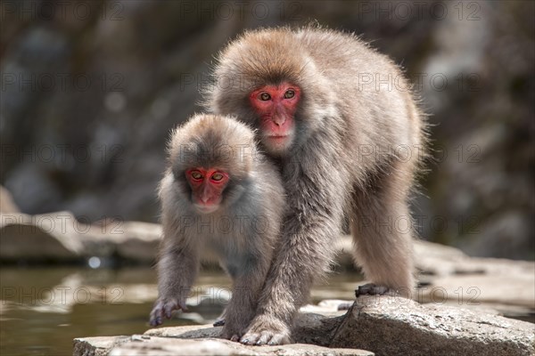 Two Japanese macaque