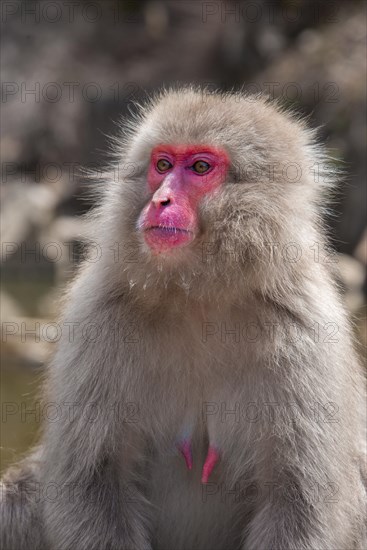 Japanese macaque