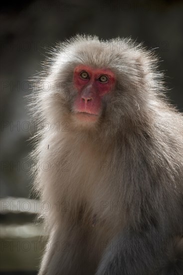 Japanese macaque