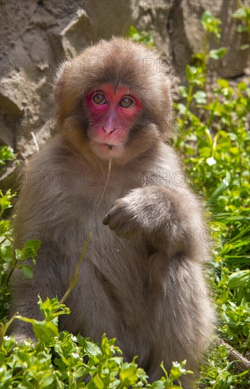 Japanese macaque