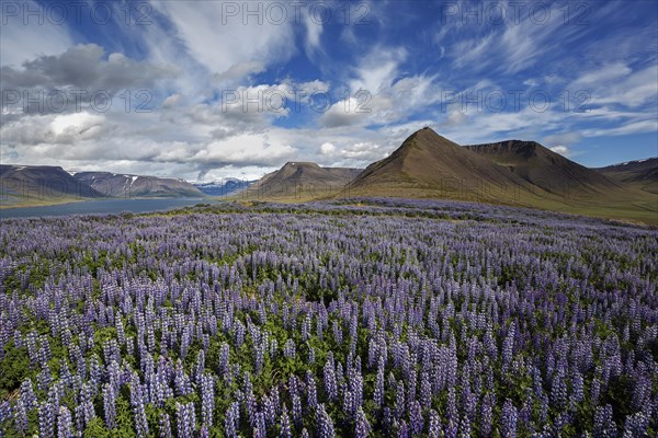 View on fjord landscape