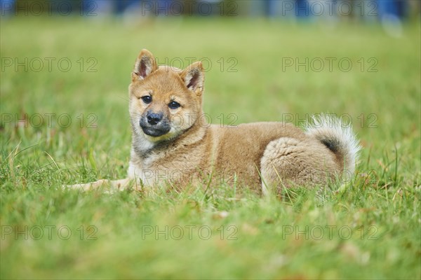 Shiba