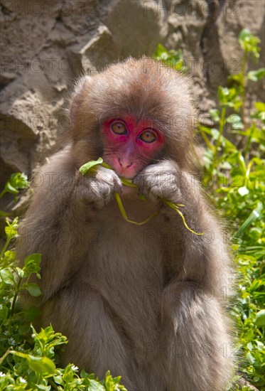 Japanese macaque