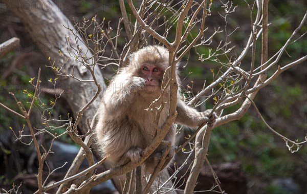 Japanese macaque