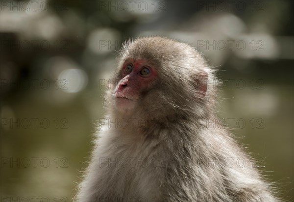 Japanese macaque