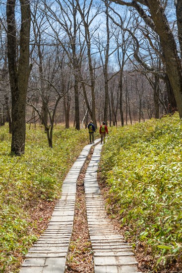 Hiking trail through bamboo