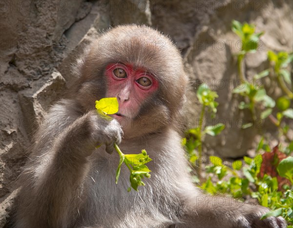 Japanese macaque