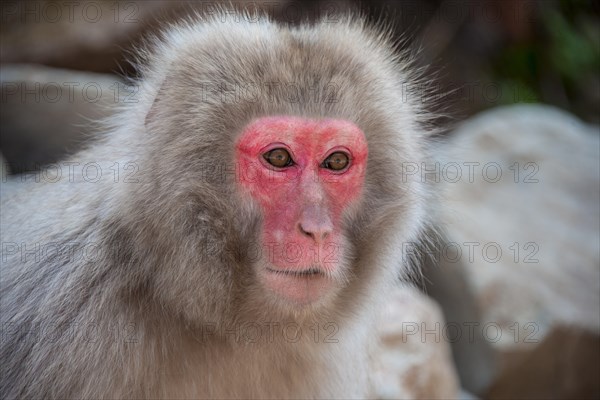 Japanese macaque