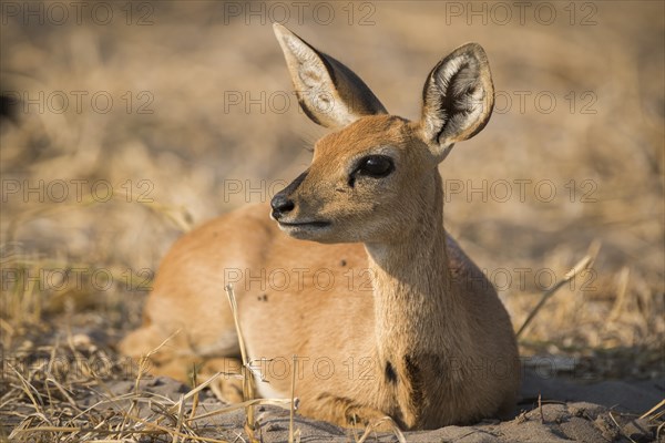 Steenbok