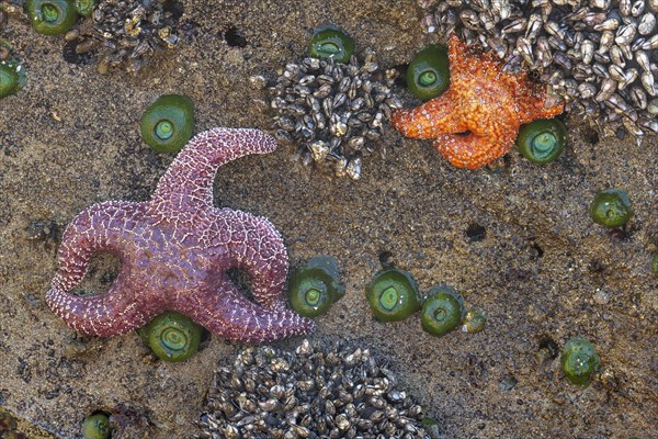 Starfish