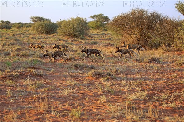 African wild dogs